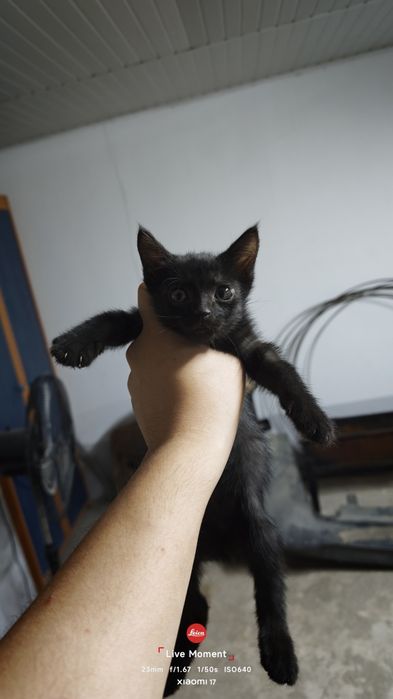 Котята бесплатно