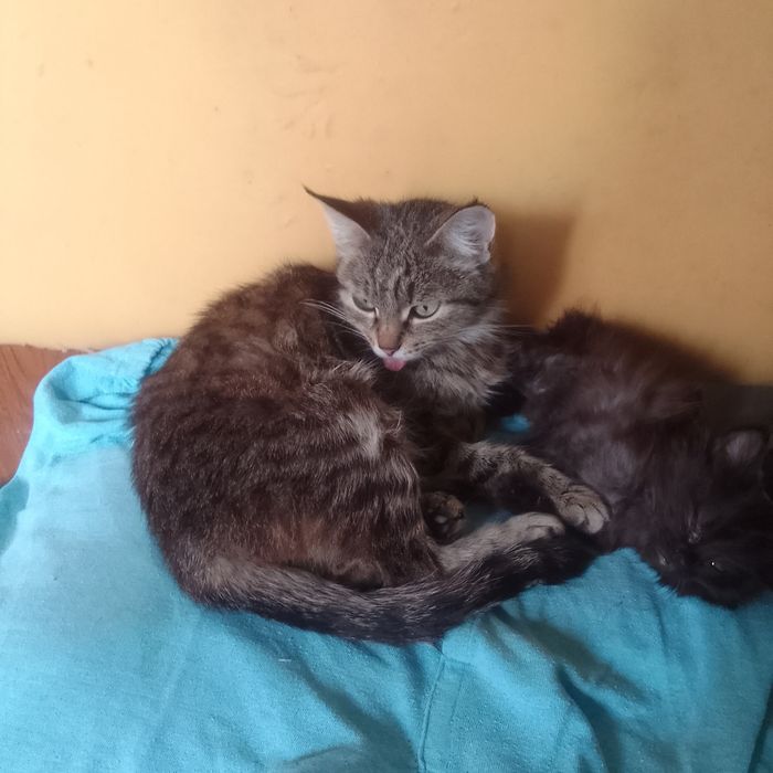 Милашки котята ищут хозяина