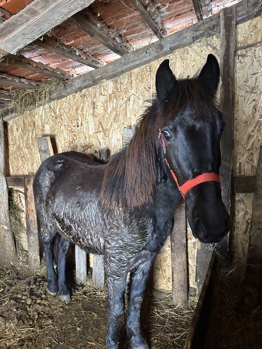 Disponibil cârlan 1,6 ani