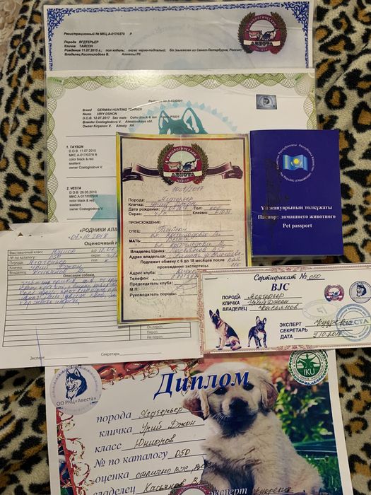 Ягдтерьер вязка!!!