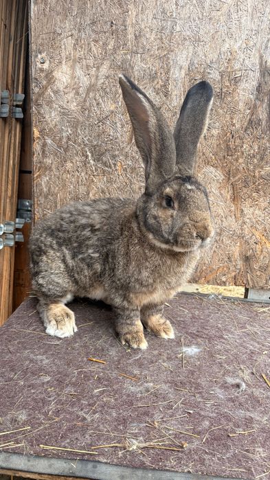 Mascul uriaș german