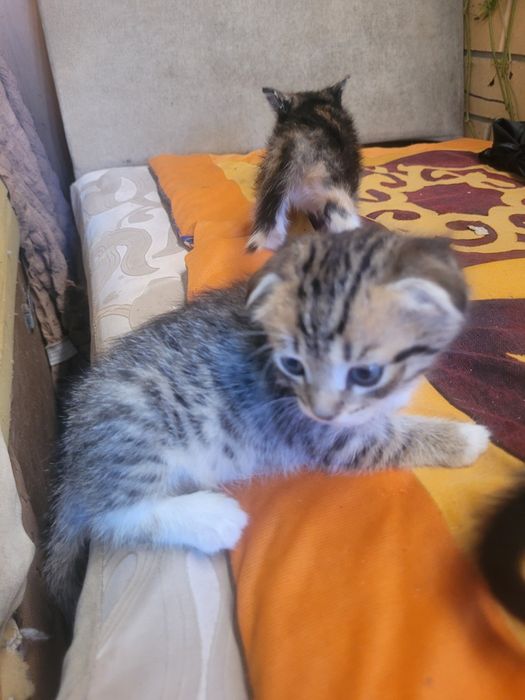 Отдам котят в добрые руки