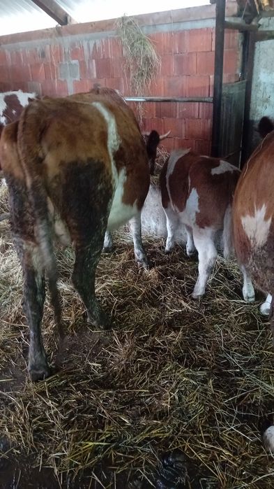 Vând vaca la prima fatare momentan nu este gestanta