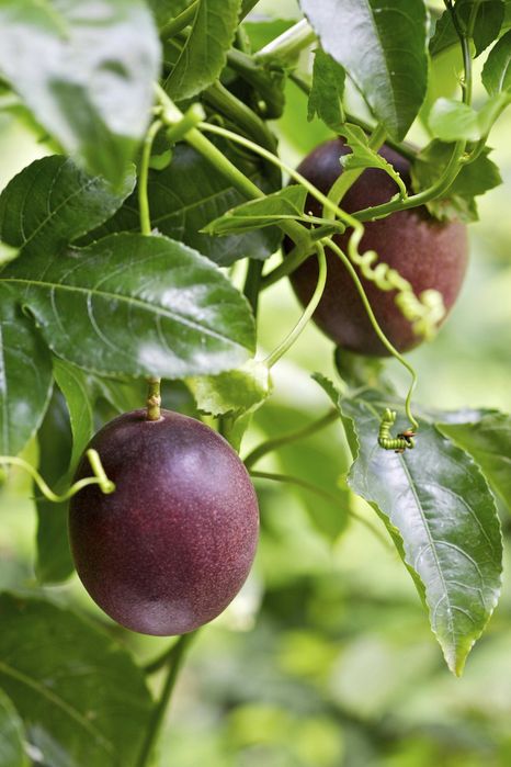 Пасифлора (Маракуя) – Passiflora edulis