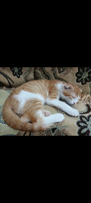 Отдам котенка в хорошие руки.