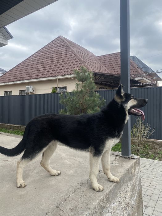 Вео(Восточно европейская овчарка)