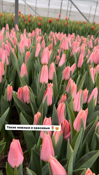 Тюльпаны оптом на 8марта