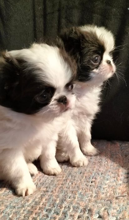 Щенки японского хина.