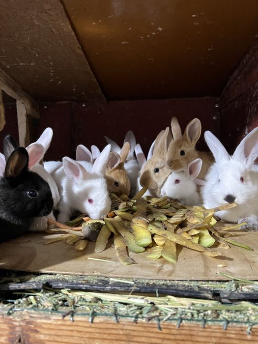 Quyon bolalari sotiladi