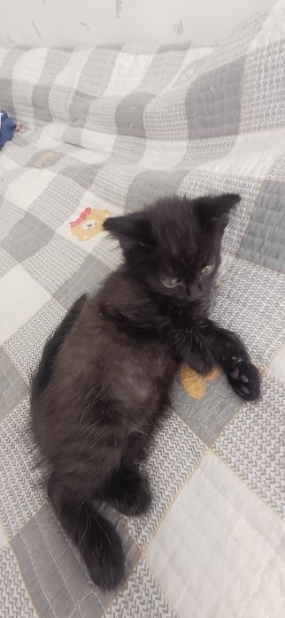 Отдадим котят даром