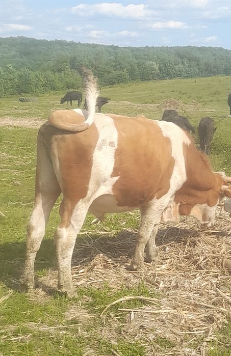 Vând tăuraș Balțat