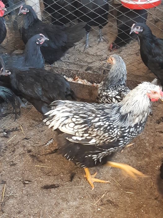 Cocoși de anul acesta