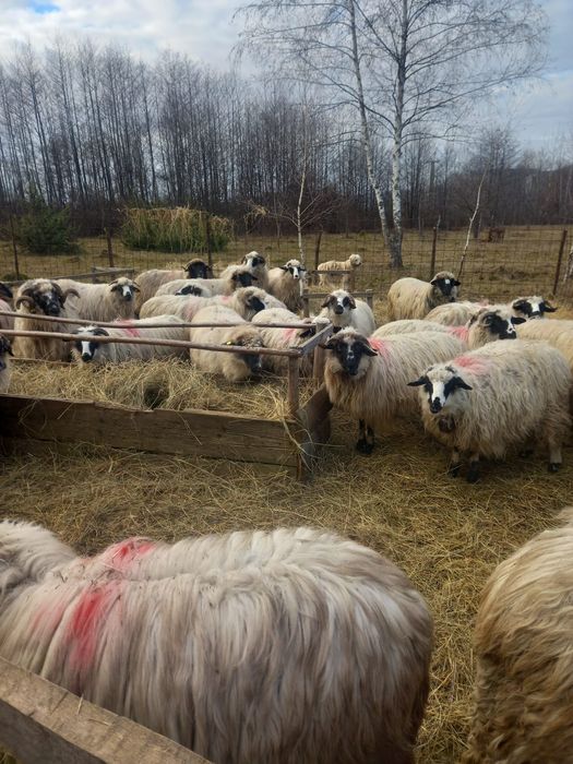 Oi cu miei de vânzare detali la telefon