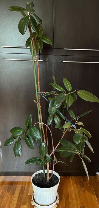 Vand planta de interior ficus