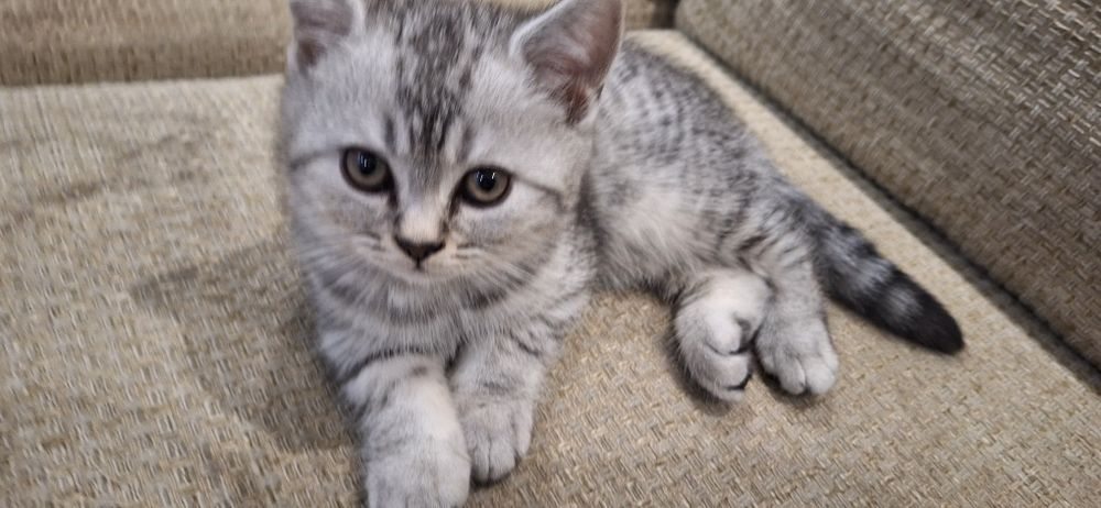 Котенок 3 месяцев