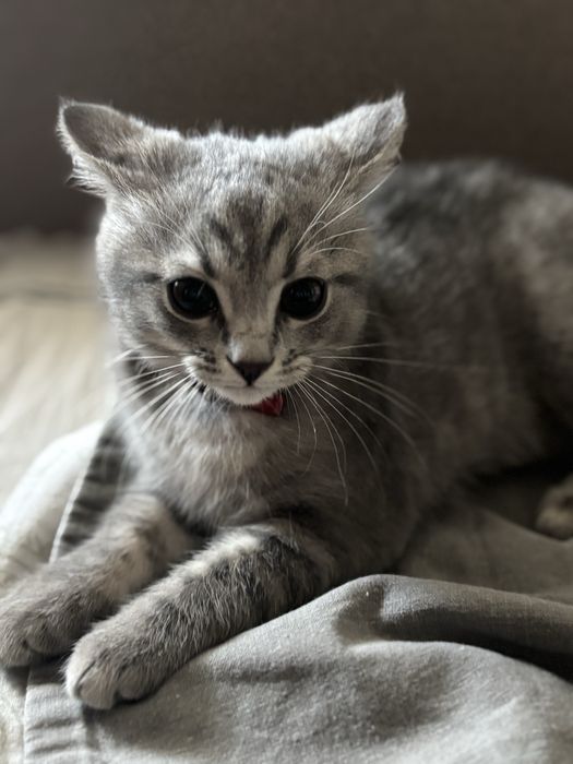 Отдам котенка девочку