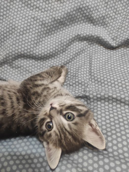 Продаются котята