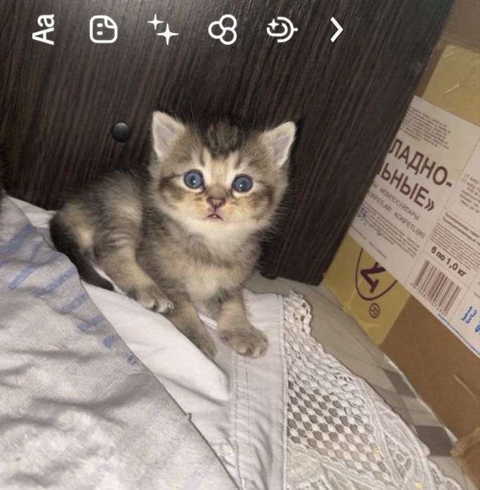 Бронь шотланских котят