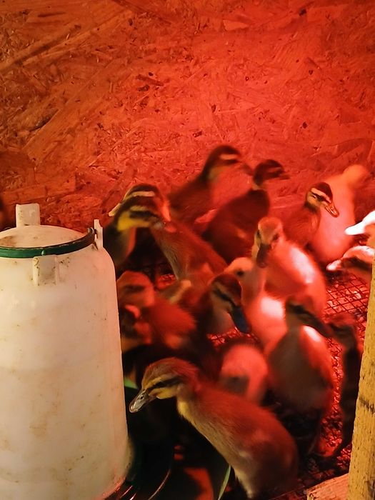 Boboci de Rata Alergatoare Indiana