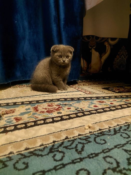 Сотилади скотш фолд вислоухий 2 ойлик лоток билади овкатга кирган .