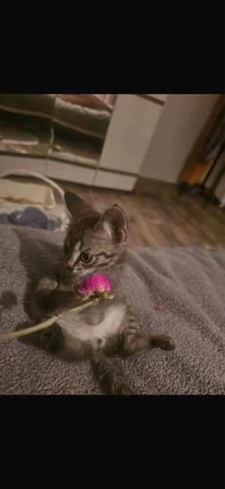 Отдам котенка в добрые руки