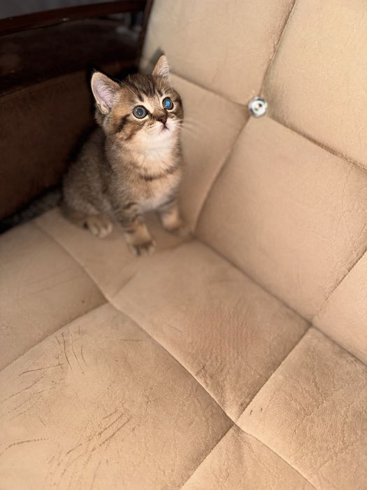 Золотая шиншила британец продается срочно