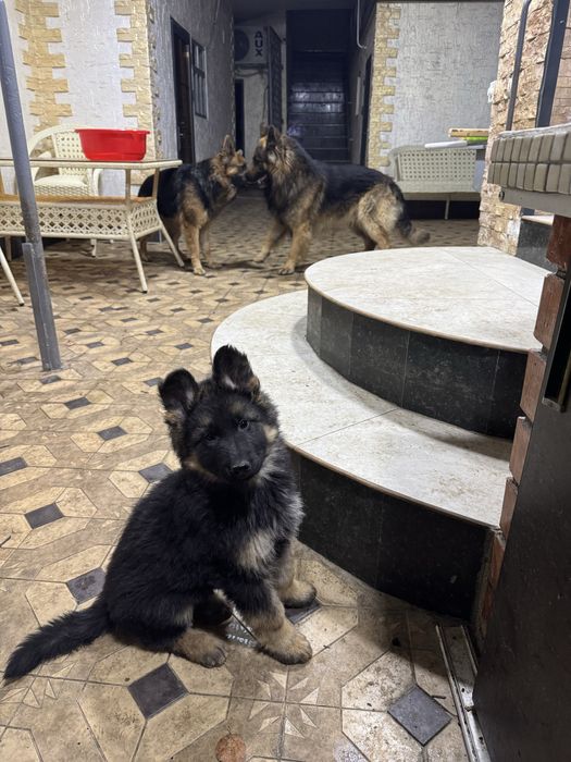 Щенки немецкой овчарки