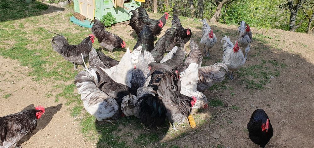 Vând cocoși rasa australorp