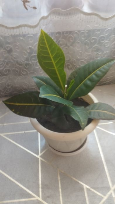 Кротон комнатные растения