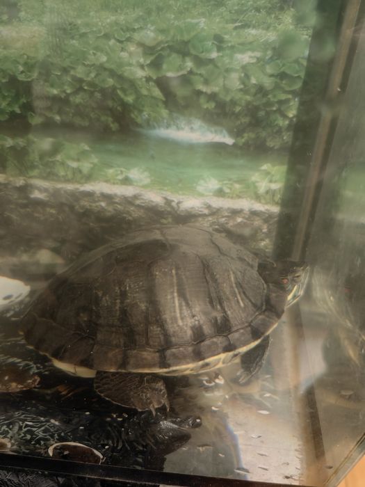 Красноухая черепаха