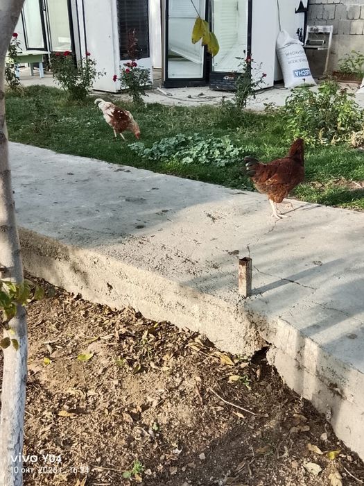 Тауықтар сатылады