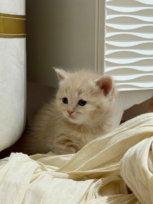 Продается британские котята