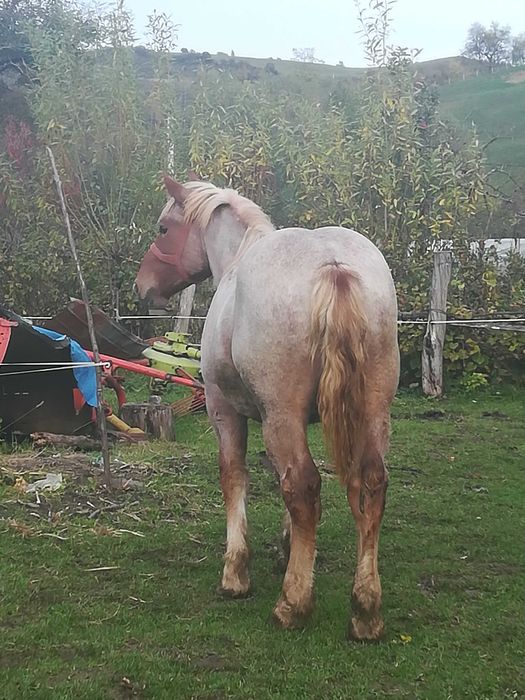 Mânz de vanzare Localitatea Zagra jud Bistrița Năsăud