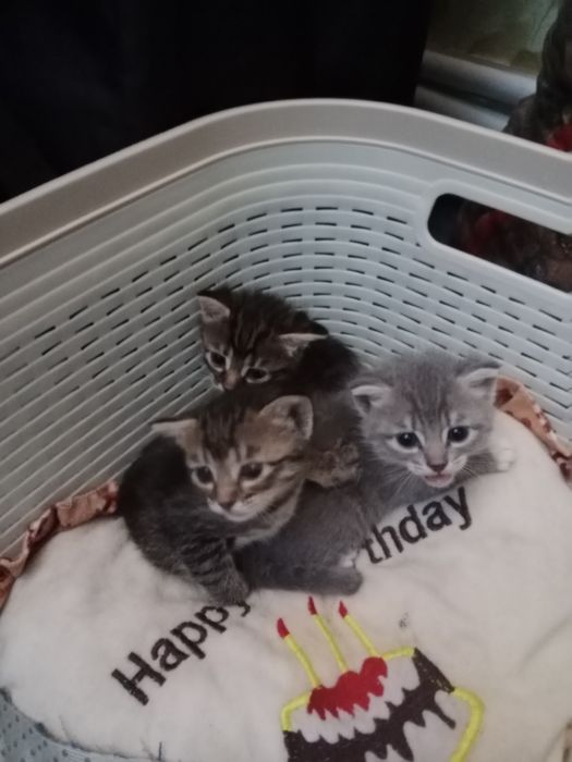 Котятя в добрые руки