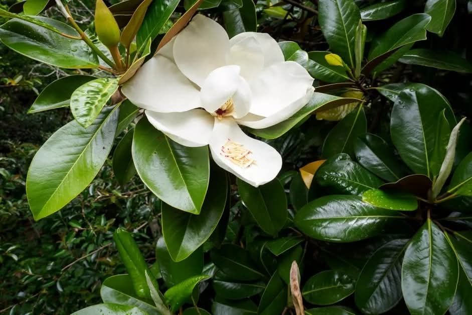 Magnolie Grandiflora veșnic verde si foarte parfumata