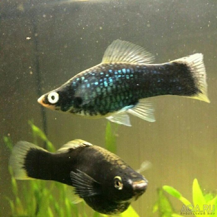 Мечиносцы чёрные, Мечиносцы красные, Моллинезии, Гуппи, Анциструсы.