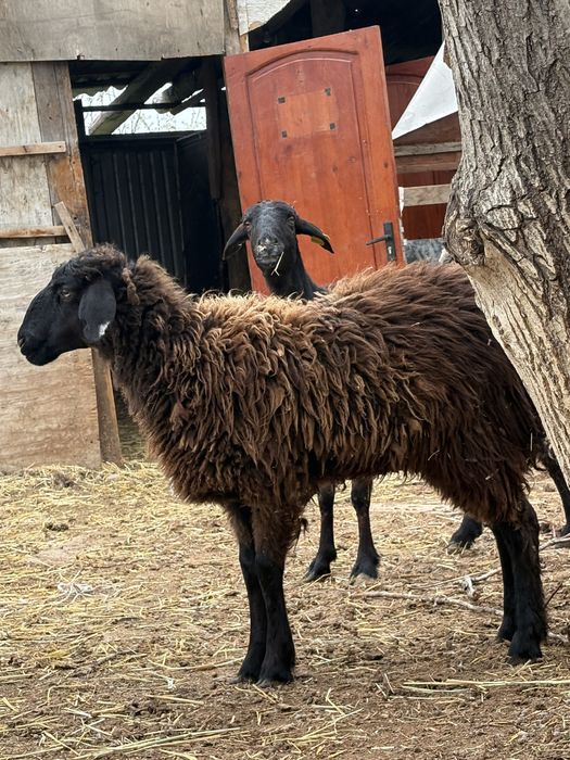 сойыска койлар сатылады