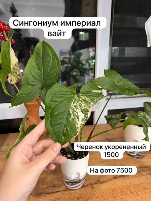 Комнатные растения