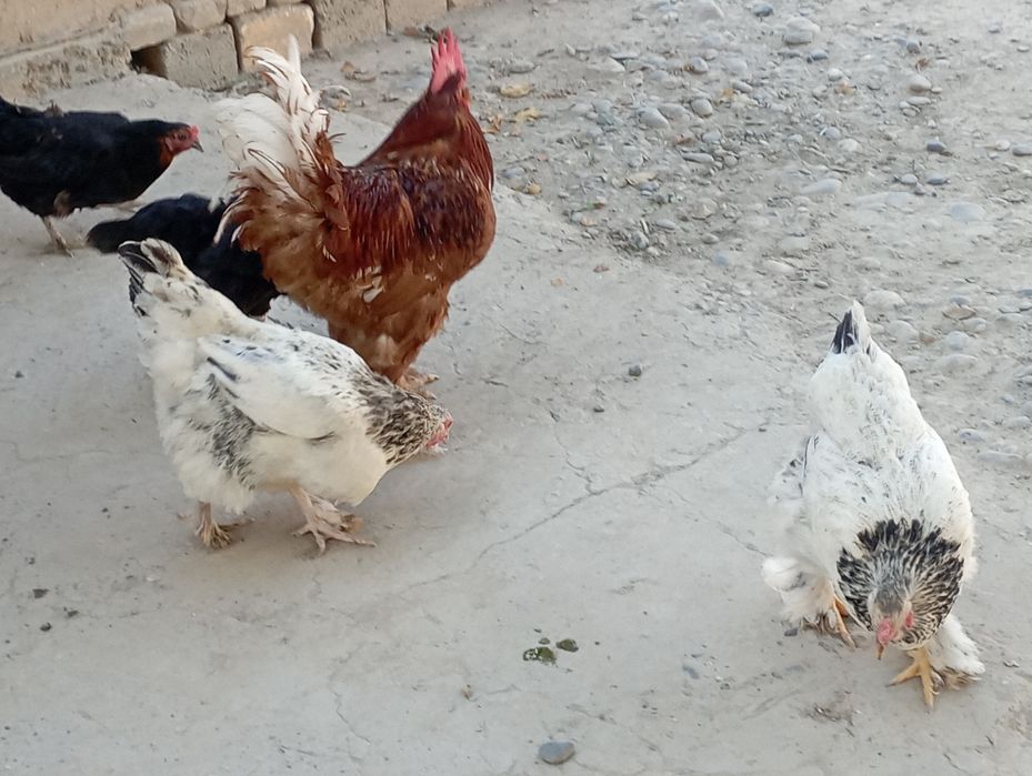Brama tuxumlariga zakaz olamiz
