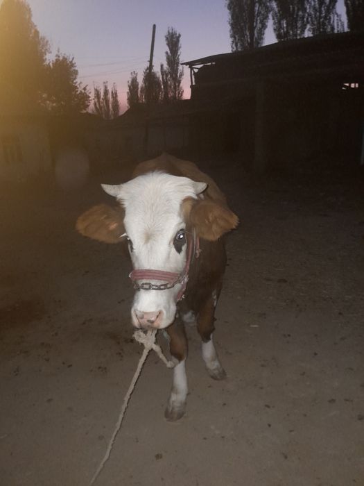 Гунажн сатылады ксыр