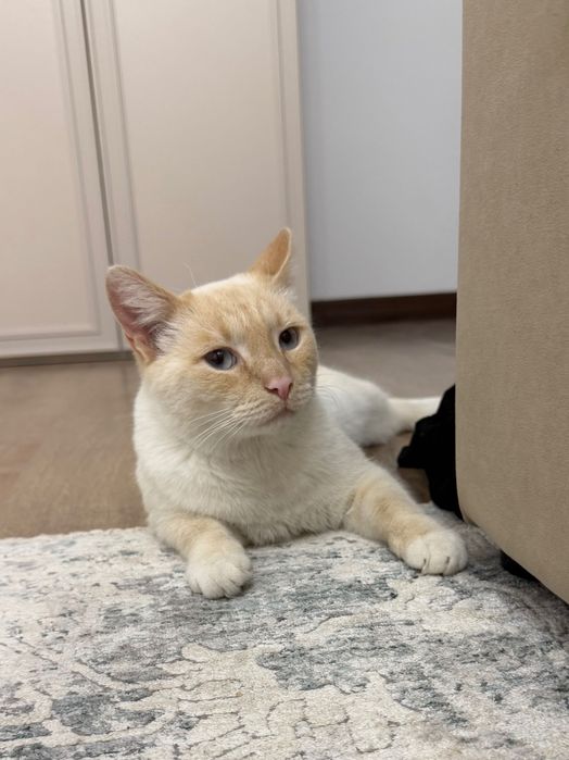 Отдам кота в добрые руки
