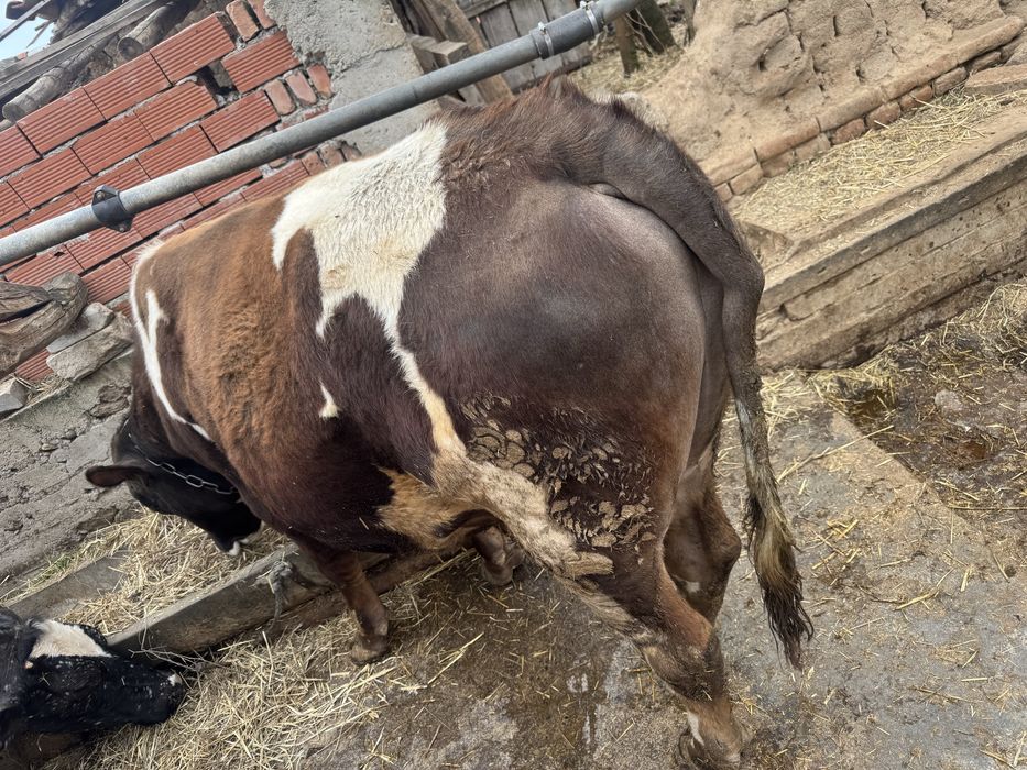 Продавам угоени телета