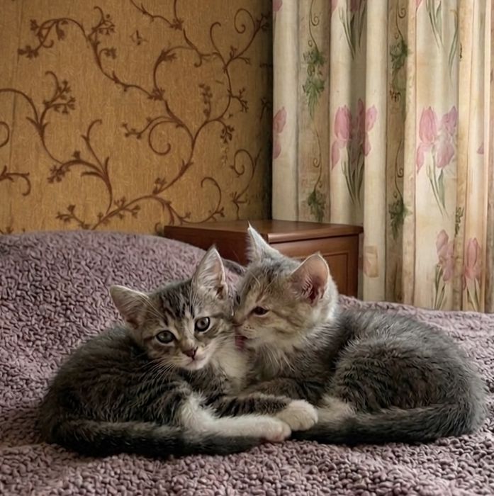 Котята 2,5 месяца мальчики