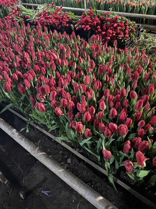 Тюльпаны в корзине к 8МАРТА