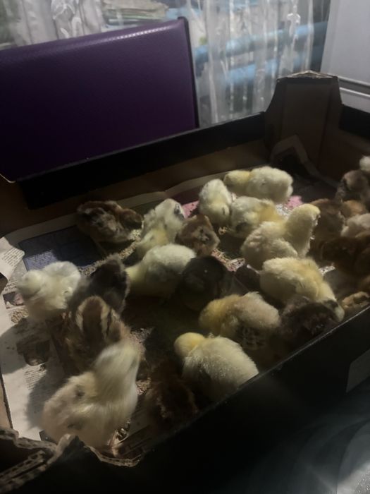 Продам домашних цыплят