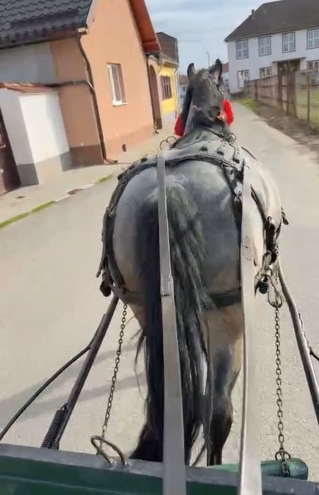 Vând iapă foarte cuminte fără defect!