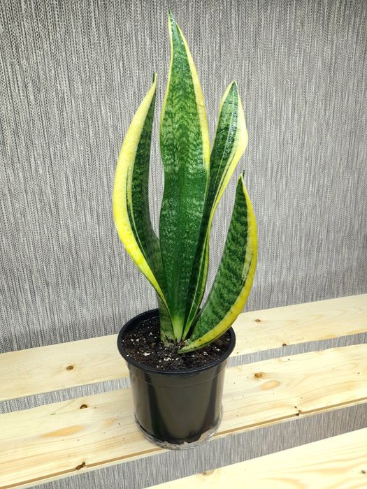 Продам Стрелиция Николая