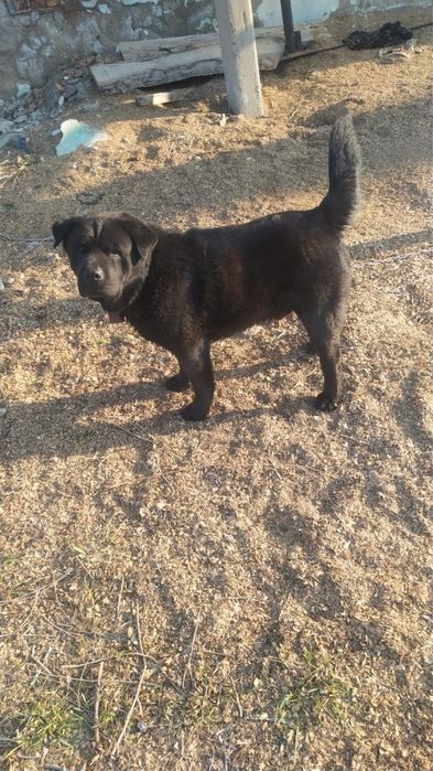 Прекрасный пес только в добрые руки