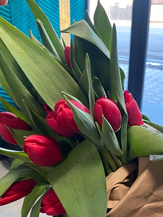 Тараз цветы Голландские тюльпаны