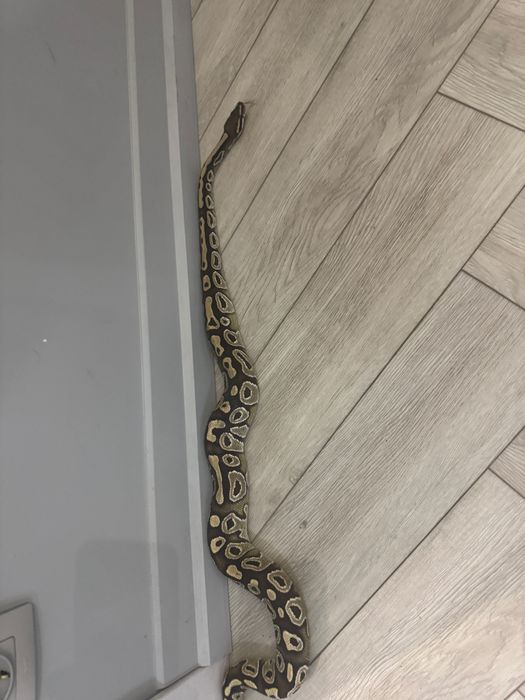 Продам королевского питона .